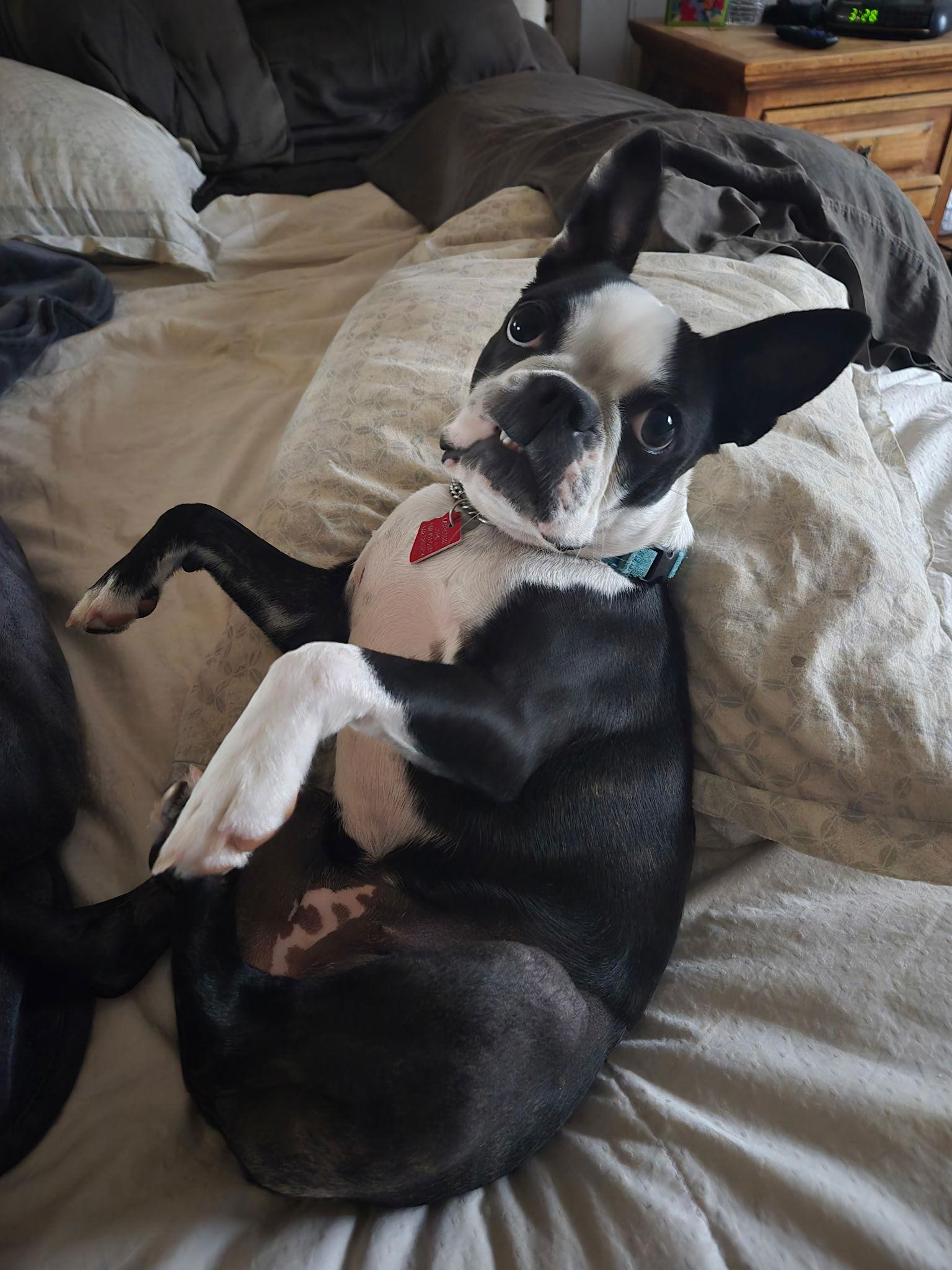 Enlarge Bugsy, a Adopted Boston Terrier in Scottsdale, AZ image 3/3