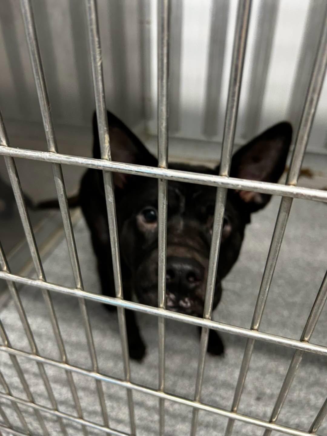Tombo, Adoptable, Young Male Chow Chow & Mixed Breed.