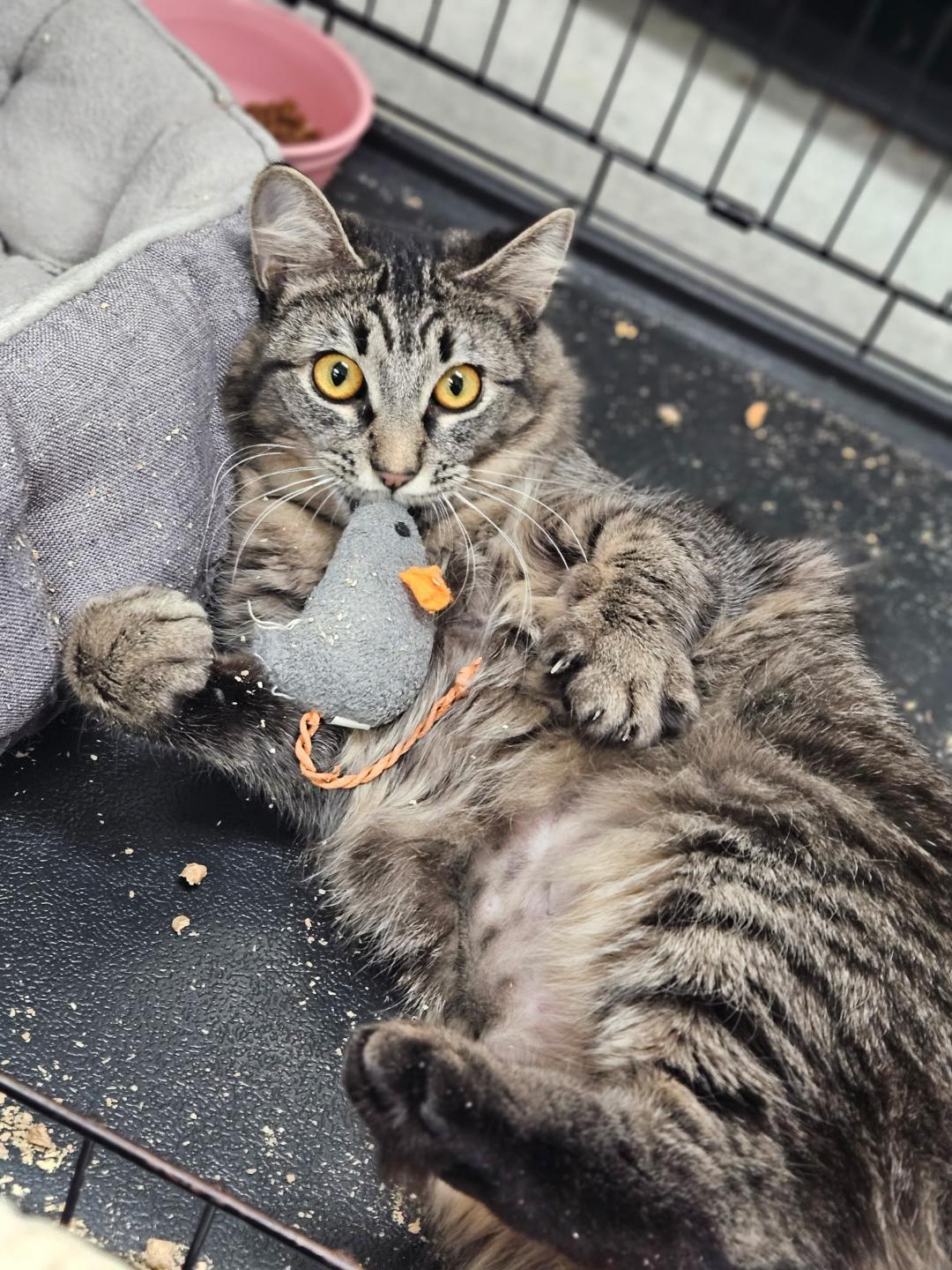 Dorothy, a Adoptable Domestic Short Hair in Kent, WA image 1/3