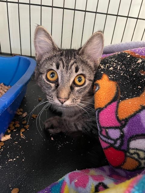 Dorothy, a Adoptable Domestic Short Hair in Kent, WA image 2/3