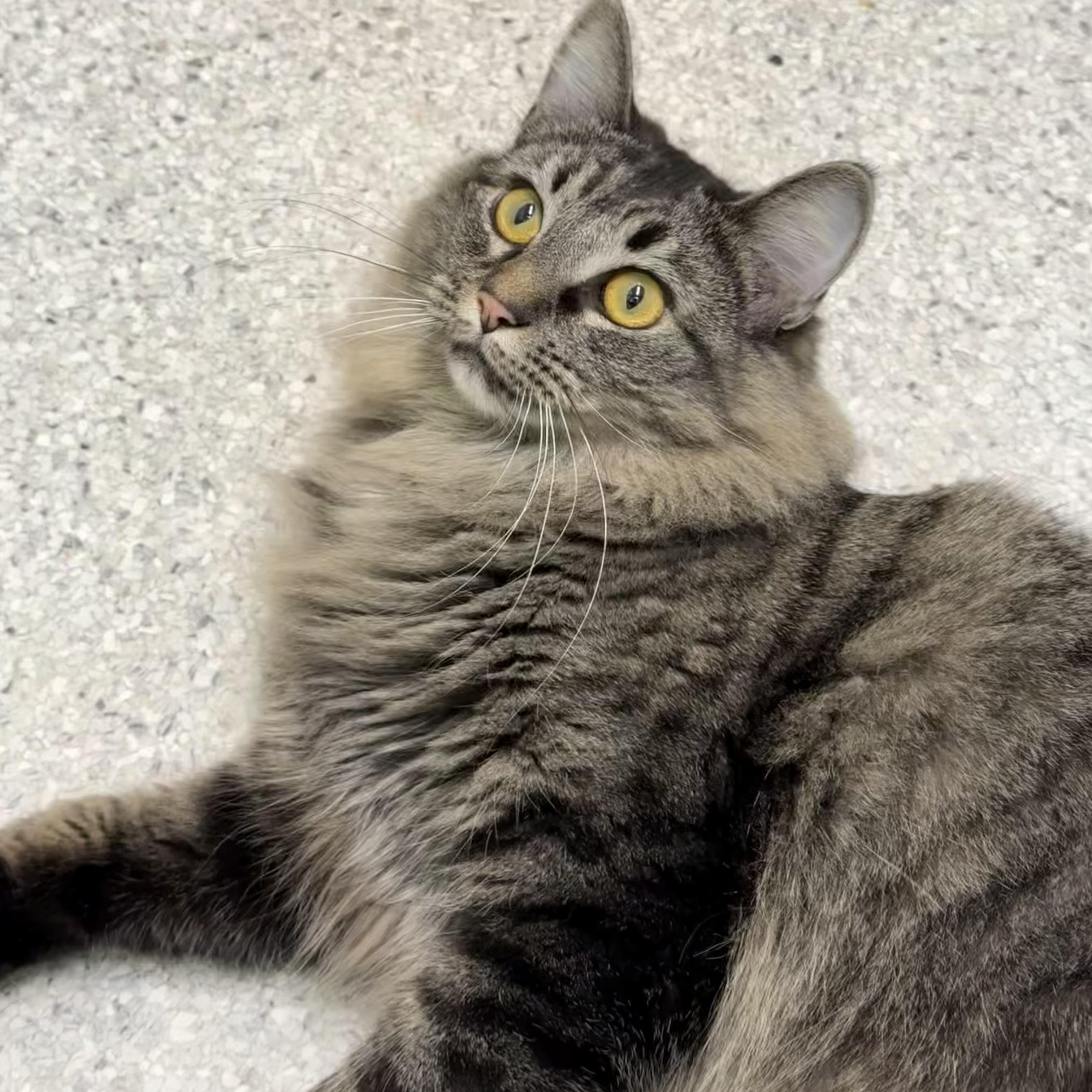 Enlarge Dorothy, a Adoptable Domestic Short Hair in Kent, WA image 2/4