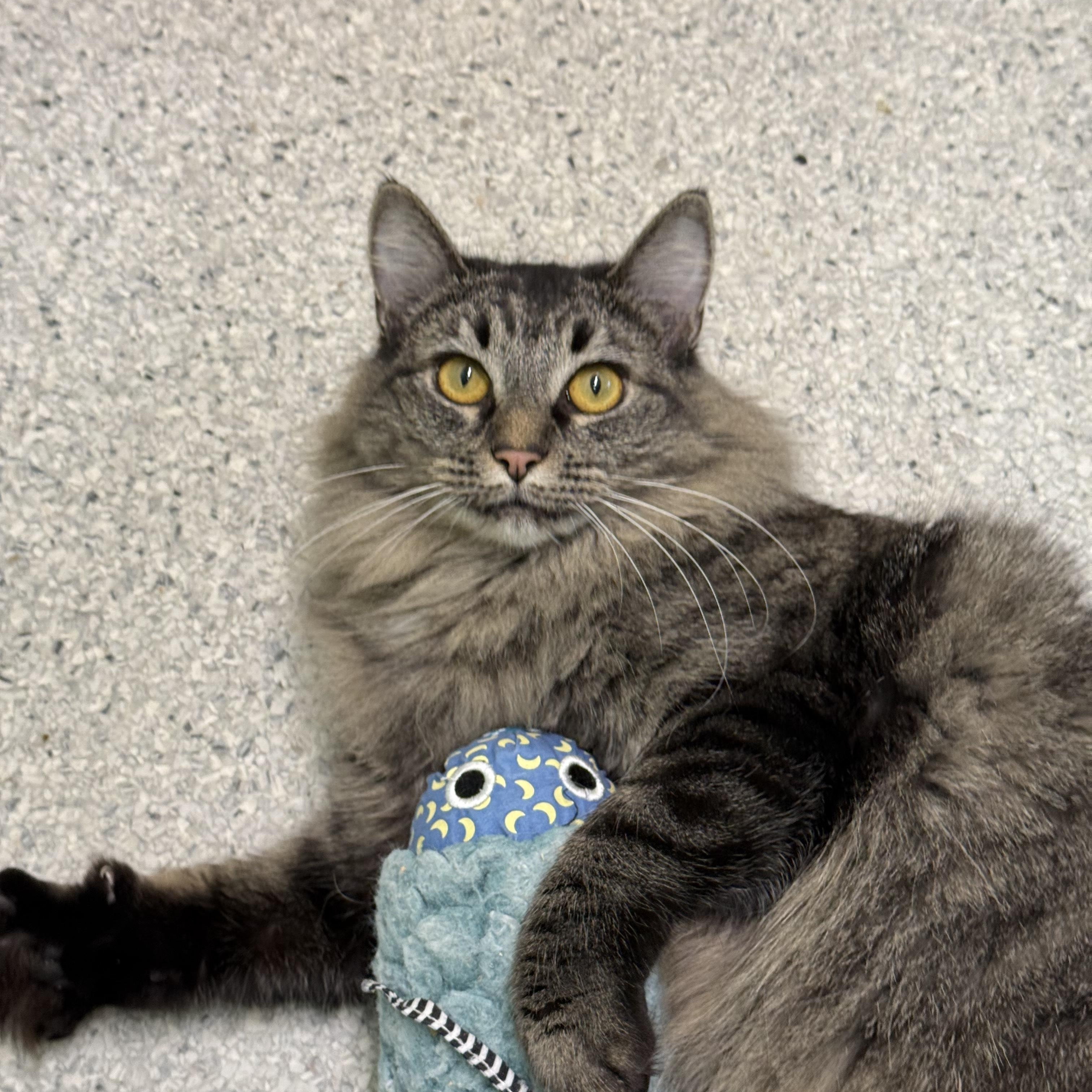 Enlarge Dorothy, a Adoptable Domestic Short Hair in Kent, WA image 3/4