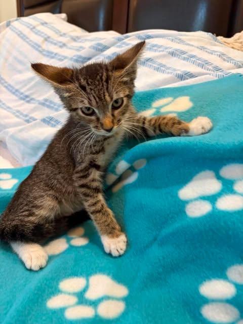 Adele, ADOPTABLE, Kitten Female American Shorthair.