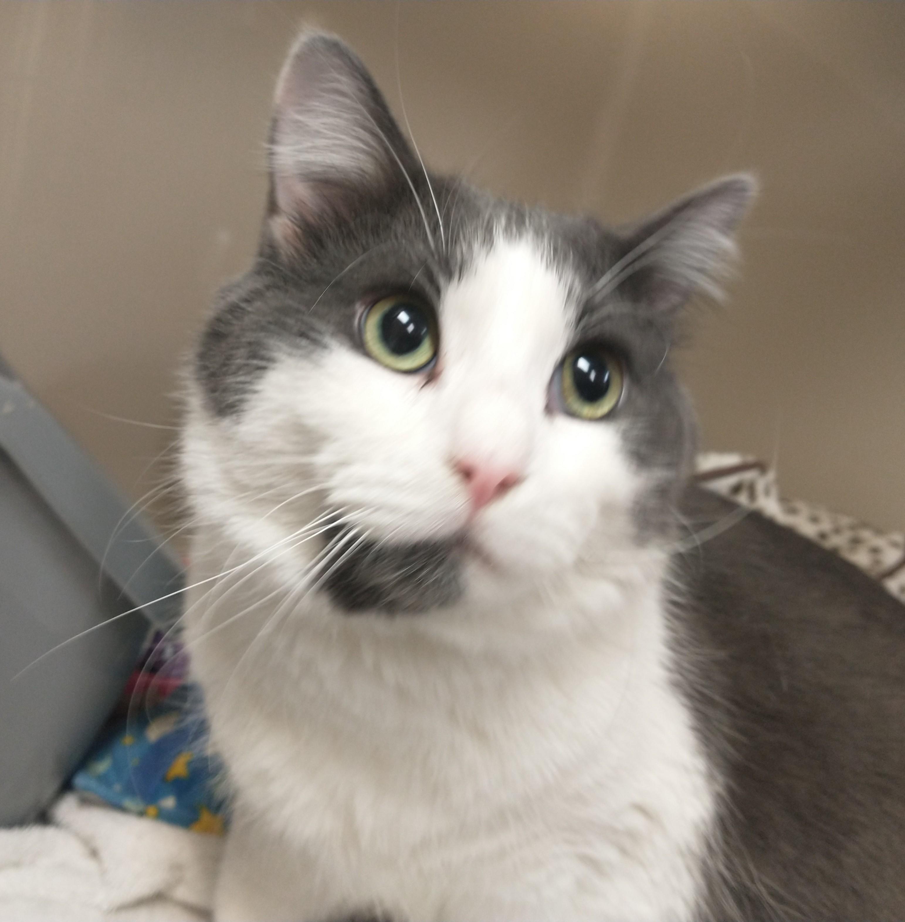 Loki, adopted, Kitten Male Maine Coon.