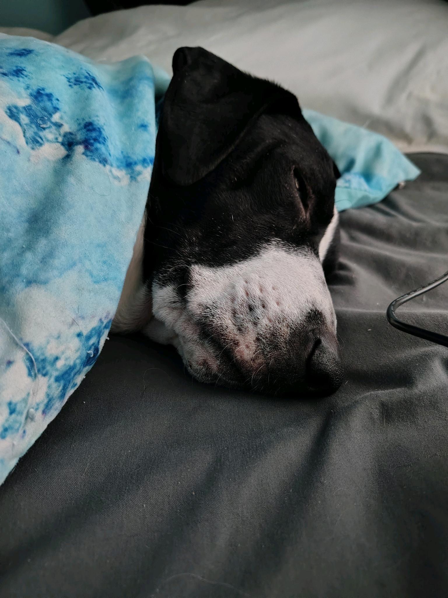 Enlarge Linus, a Adoptable mixed breed in Milwaukee, WI image 2/6