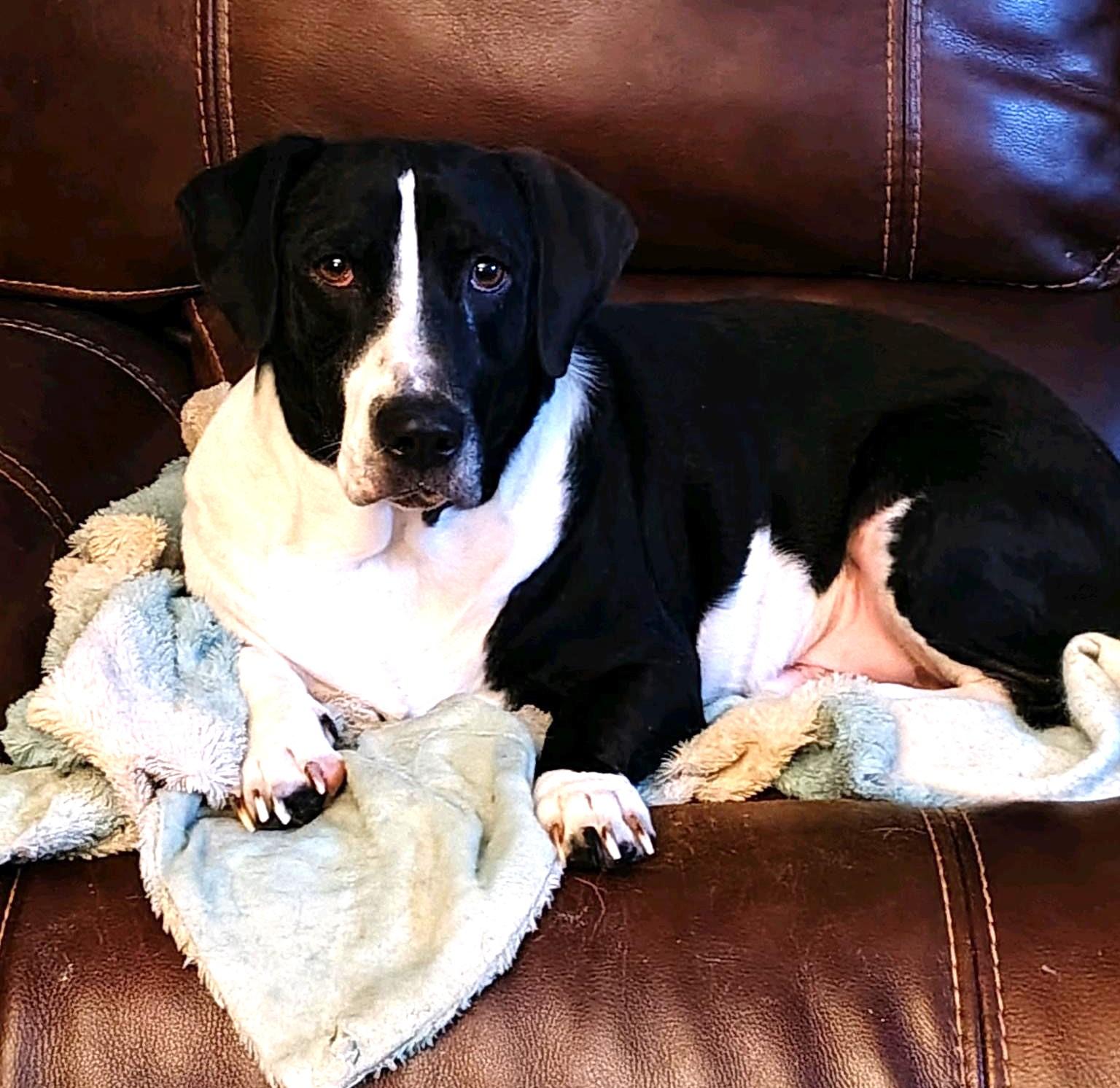 Linus, Adoptable, Young Male Basset Hound & English Pointer.