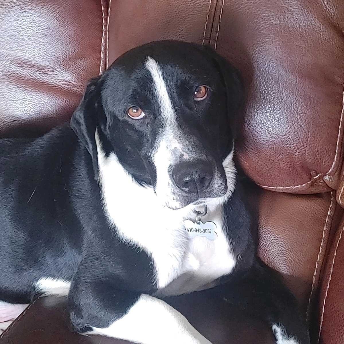 Enlarge Linus, a Adoptable mixed breed in Milwaukee, WI image 3/6