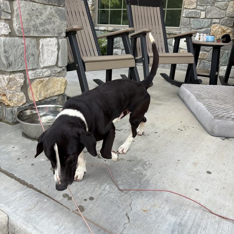 Enlarge Linus, a Adoptable mixed breed in Milwaukee, WI image 4/6