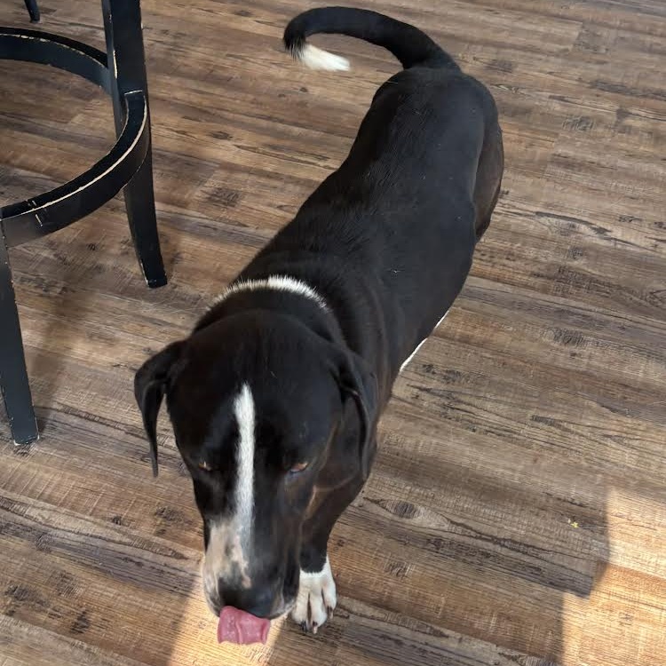 Enlarge Linus, a Adoptable mixed breed in Milwaukee, WI image 5/6