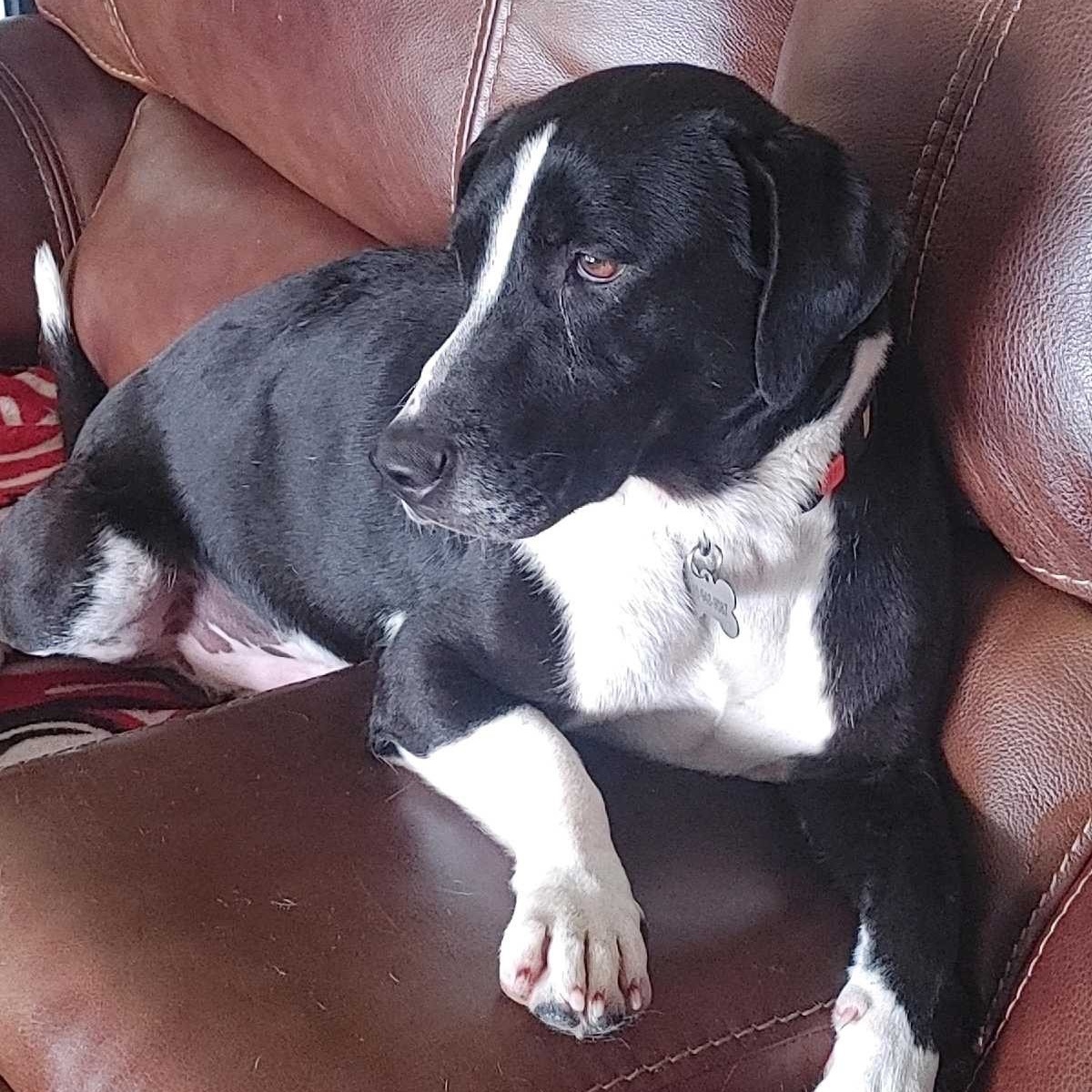 Enlarge Linus, a Adoptable mixed breed in Milwaukee, WI image 6/6