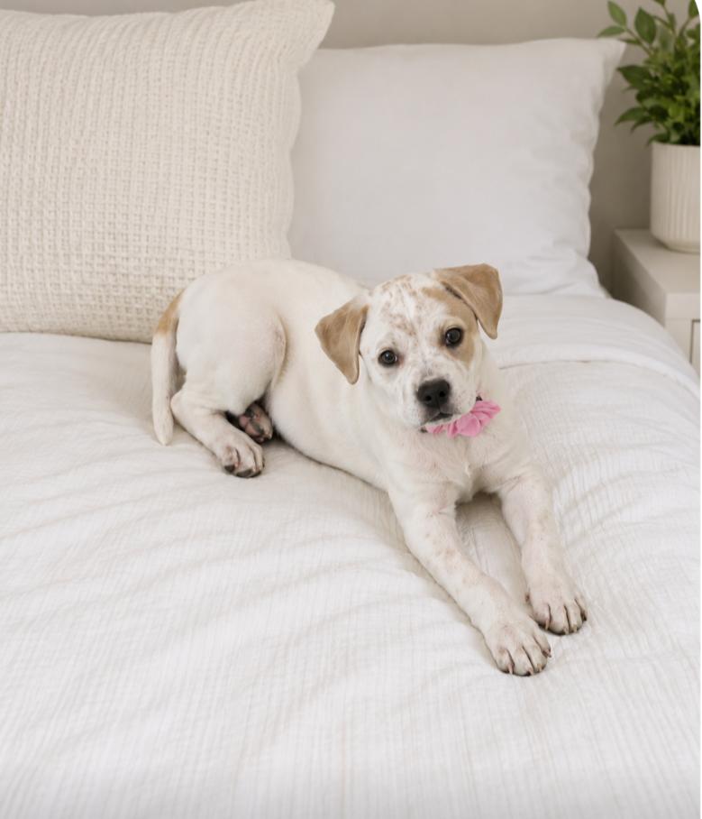 Enlarge Rose, a Adoptable mixed breed in CHURCHVILLE, NY image 2/2