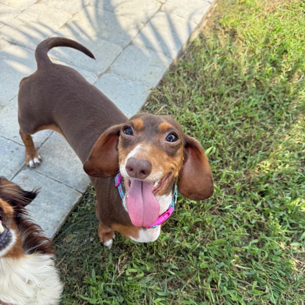 Enlarge Ann Arbor 02-0405, a Adoptable Miniature Dachshund in Tyrone, GA image 2/6