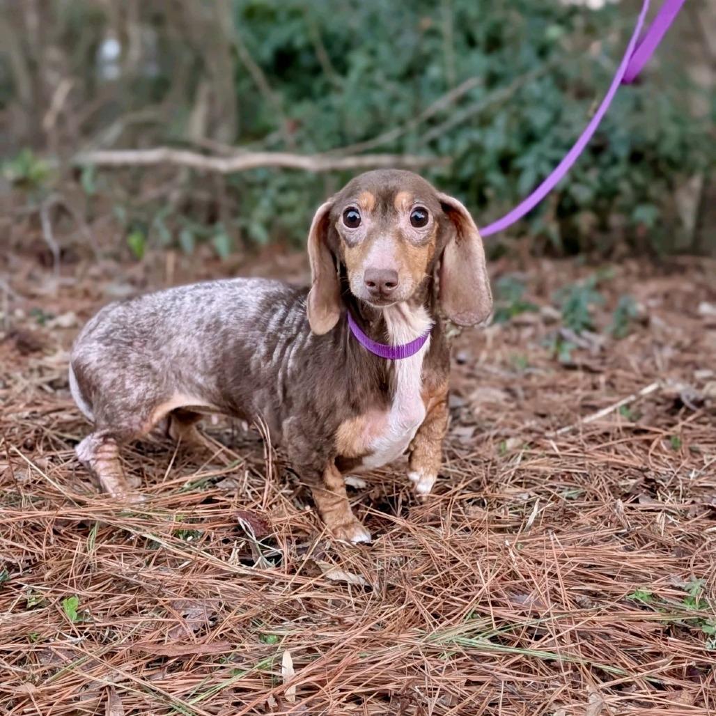Enlarge Ann Arbor 02-0405, a Adoptable Miniature Dachshund in Tyrone, GA image 3/6