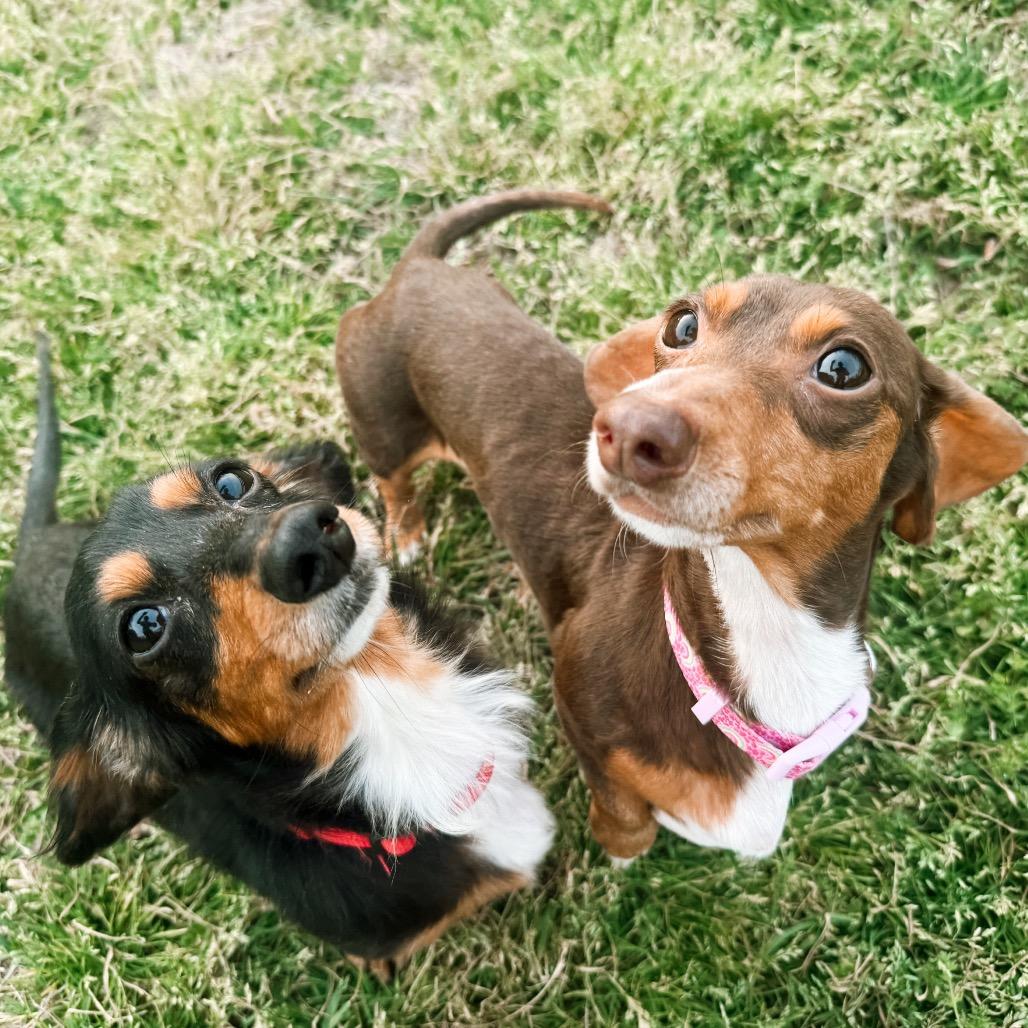 Enlarge Ann Arbor 02-0405, a Adoptable Miniature Dachshund in Tyrone, GA image 4/6