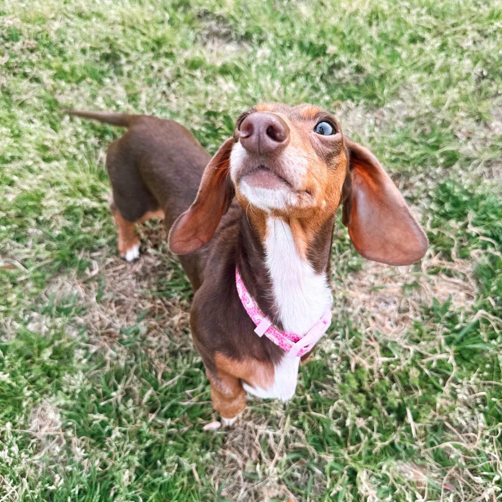 Enlarge Ann Arbor 02-0405, a Adoptable Miniature Dachshund in Tyrone, GA image 5/6
