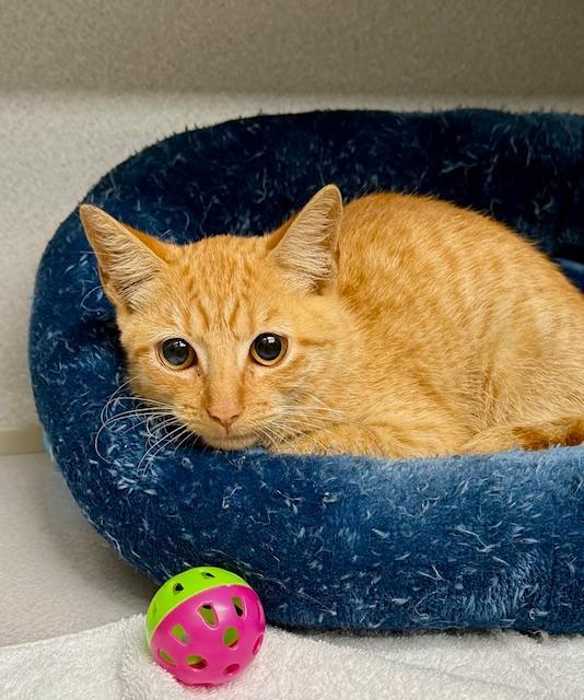 Cider, Adoptable, Young Male Domestic Short Hair.