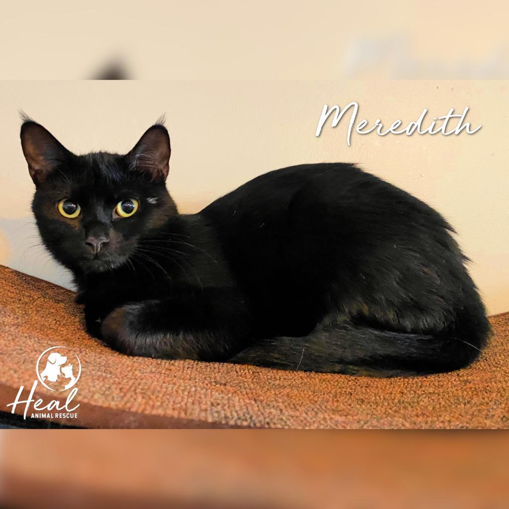 Meredith, Adoptable, Adult Female Domestic Short Hair.
