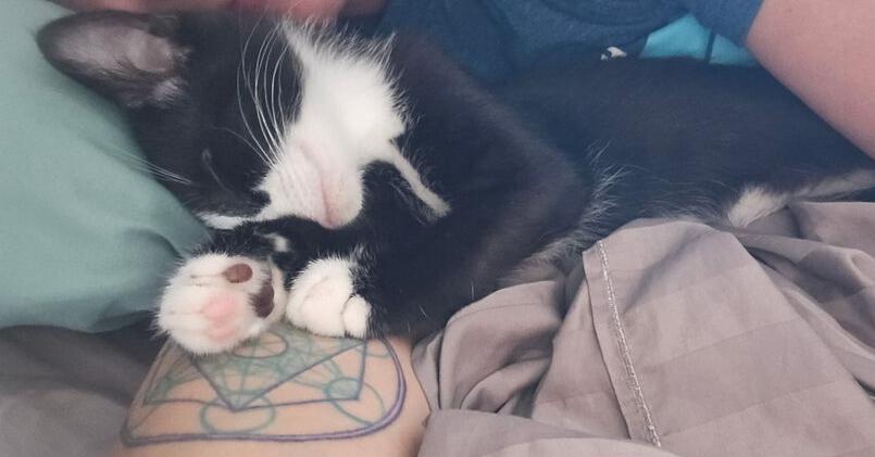 Small Fry, Adoptable, Kitten Male Domestic Short Hair.