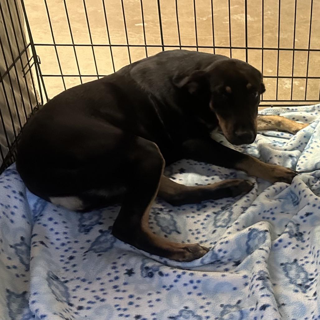 Enlarge Frannie, a Adoptable Mixed Breed in Lake Jackson, TX image 2/2