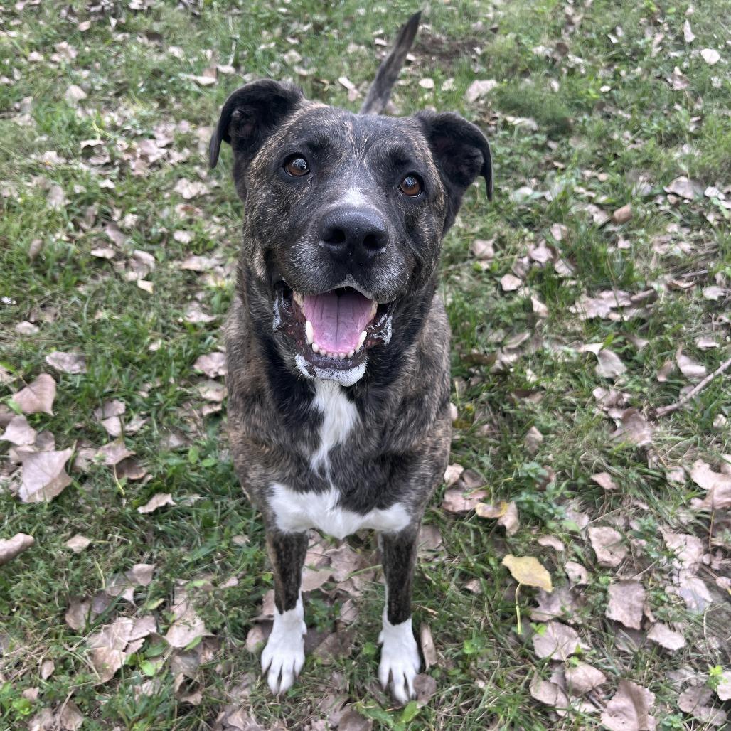 Sadie, Adoptable, Senior Female Catahoula Leopard Dog.