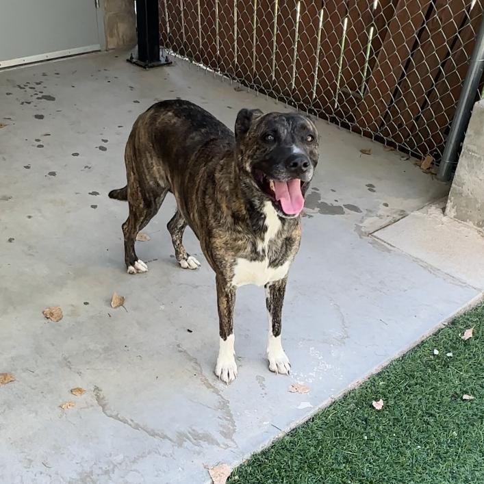 Sadie, Adoptable, Senior Female Catahoula Leopard Dog.