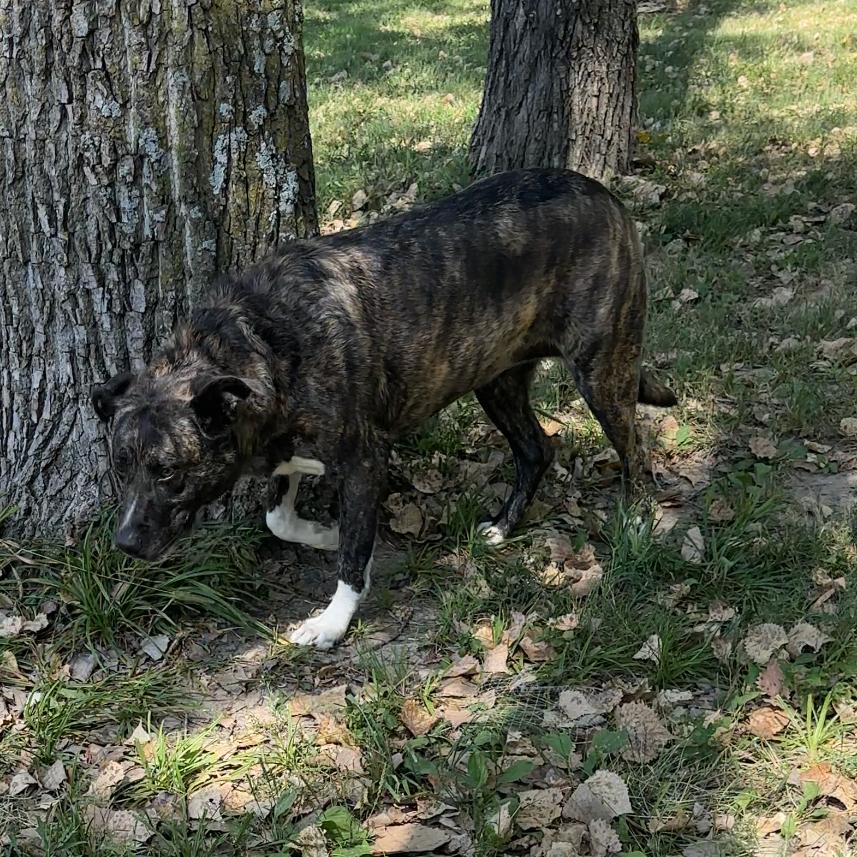 Enlarge Sadie, a Adoptable Catahoula Leopard Dog in Manhattan, KS image 2/6