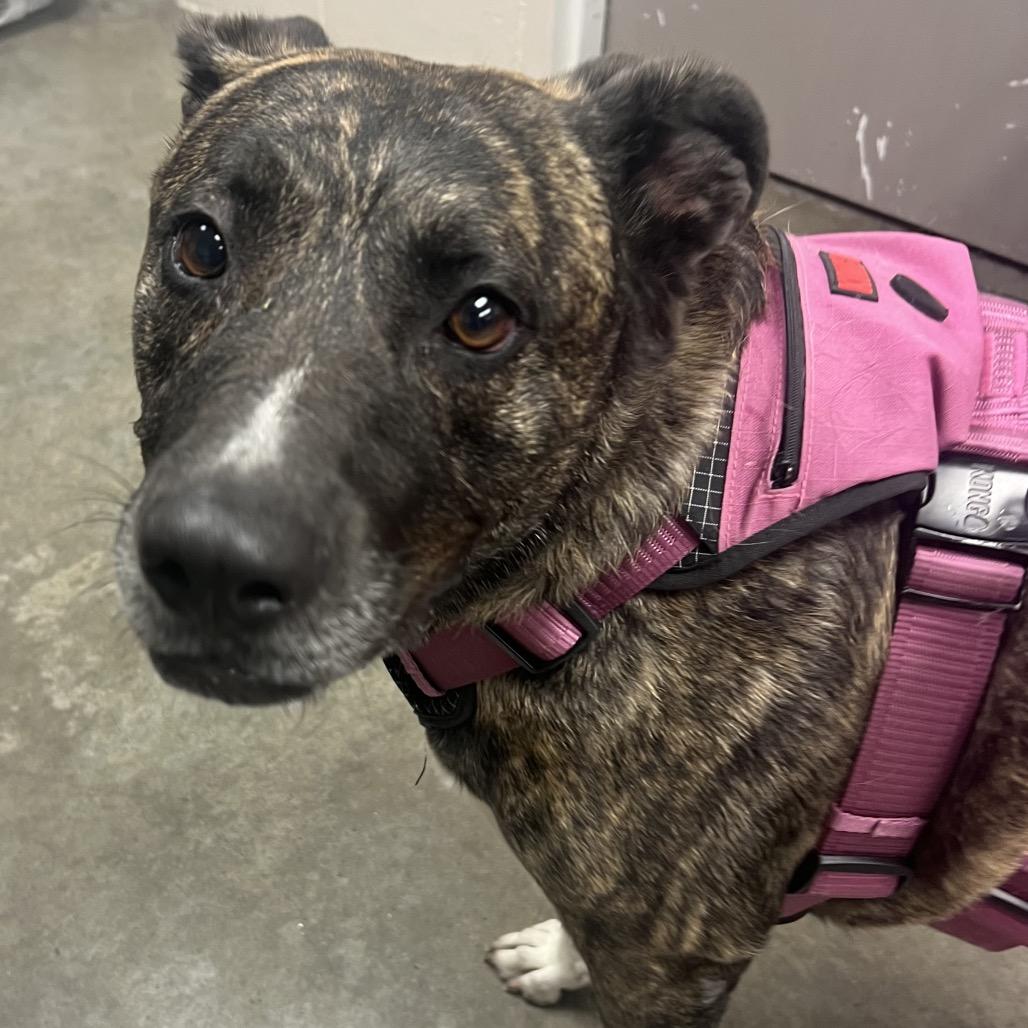 Enlarge Sadie, a Adoptable Catahoula Leopard Dog in Manhattan, KS image 3/6