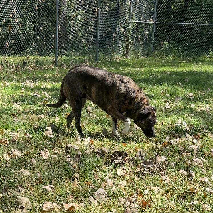 Enlarge Sadie, a Adoptable Catahoula Leopard Dog in Manhattan, KS image 4/6