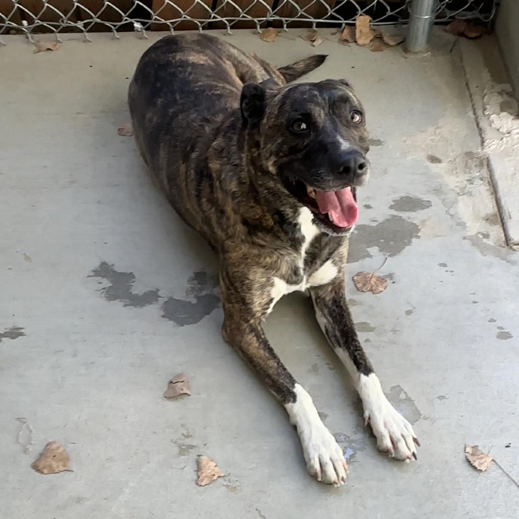 Enlarge Sadie, a Adoptable Catahoula Leopard Dog in Manhattan, KS image 5/6