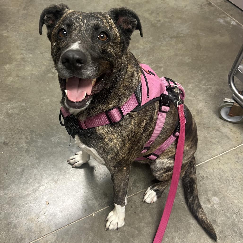 Enlarge Sadie, a Adoptable Catahoula Leopard Dog in Manhattan, KS image 6/6