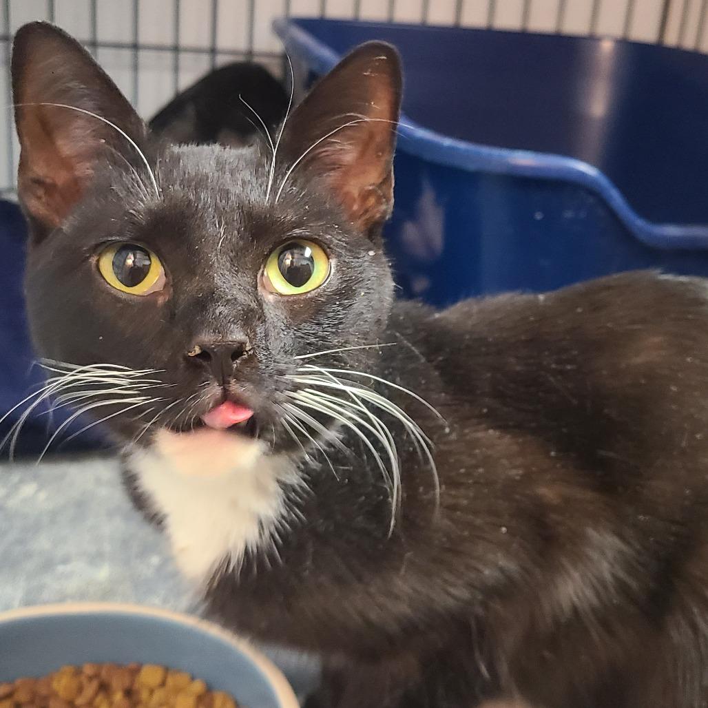 Cricket, Adoptable, Adult Male Domestic Short Hair.