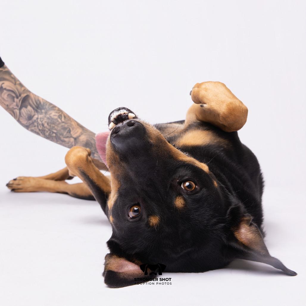 Enlarge Rico, a Adoptable mixed breed in Tampa, FL image 1/5
