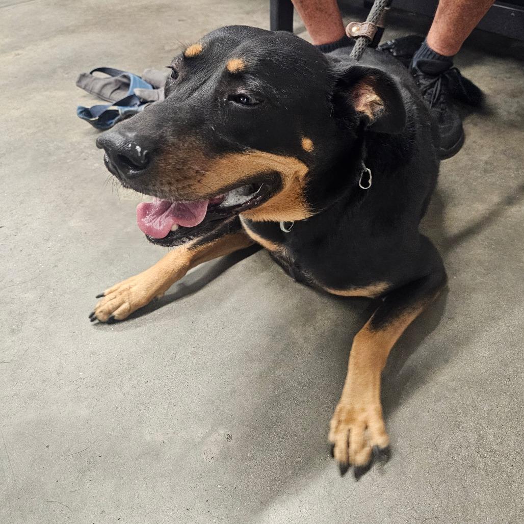 Enlarge Rico, a Adoptable mixed breed in Tampa, FL image 2/5