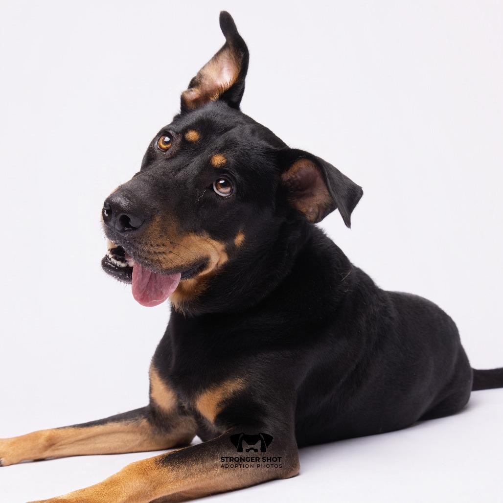 Enlarge Rico, a Adoptable mixed breed in Tampa, FL image 3/5