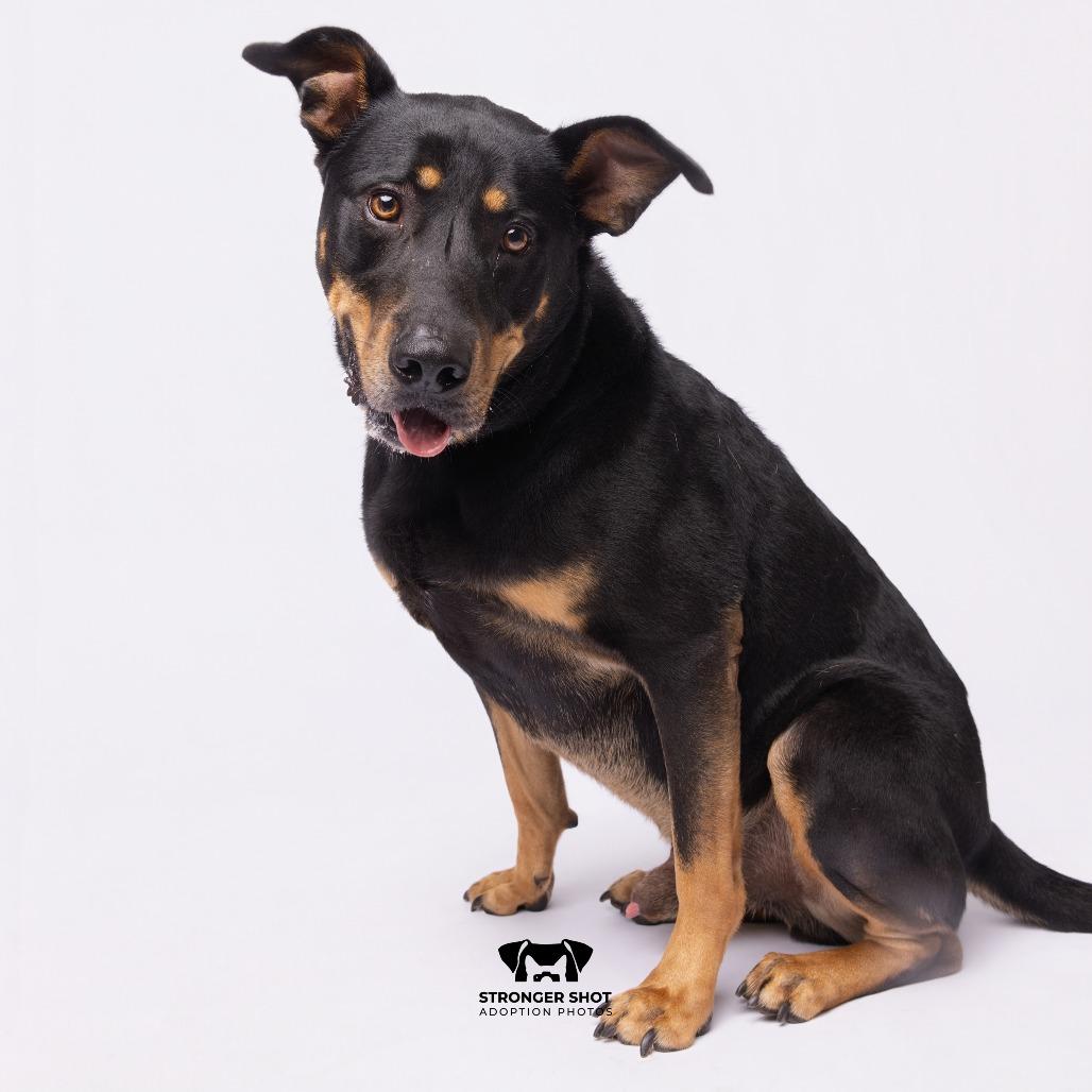 Enlarge Rico, a Adoptable mixed breed in Tampa, FL image 4/5