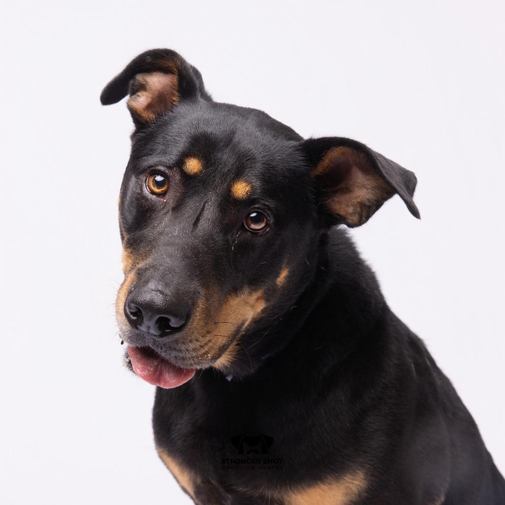 Enlarge Rico, a Adoptable mixed breed in Tampa, FL image 5/5