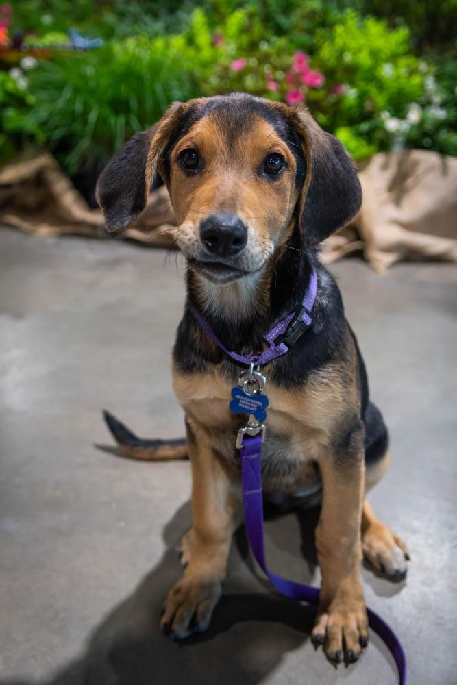 Artemis, Adoptable, Puppy Female Black and Tan Coonhound.