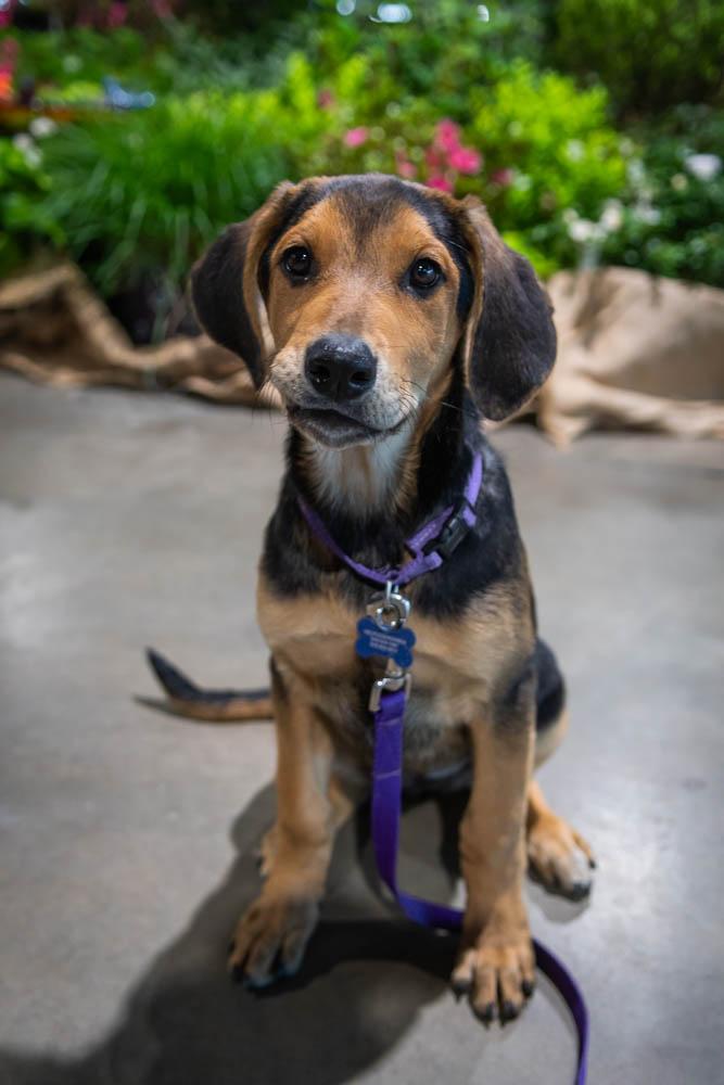 Enlarge Artemis, a Adoptable mixed breed in TULSA, OK image 2/6