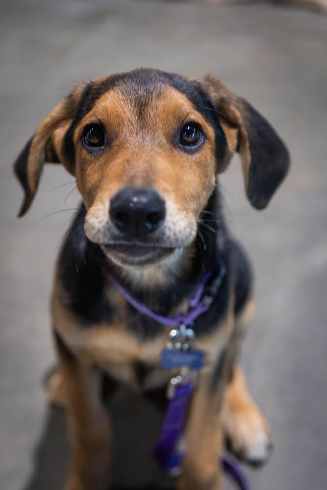 Enlarge Artemis, a Adoptable mixed breed in TULSA, OK image 3/6