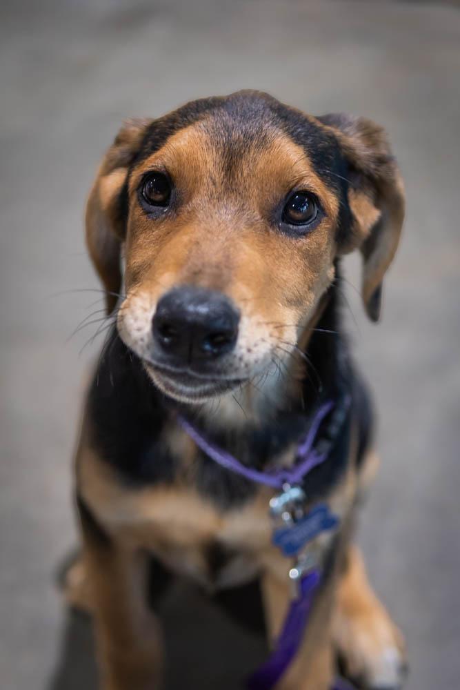 Enlarge Artemis, a Adoptable mixed breed in TULSA, OK image 4/6