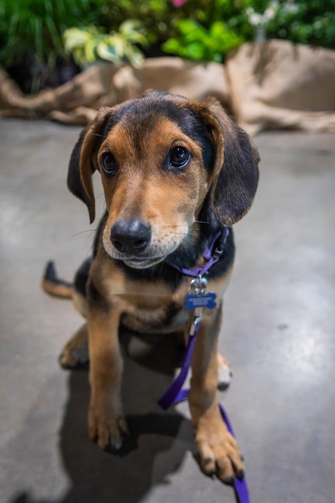 Enlarge Artemis, a Adoptable mixed breed in TULSA, OK image 5/6