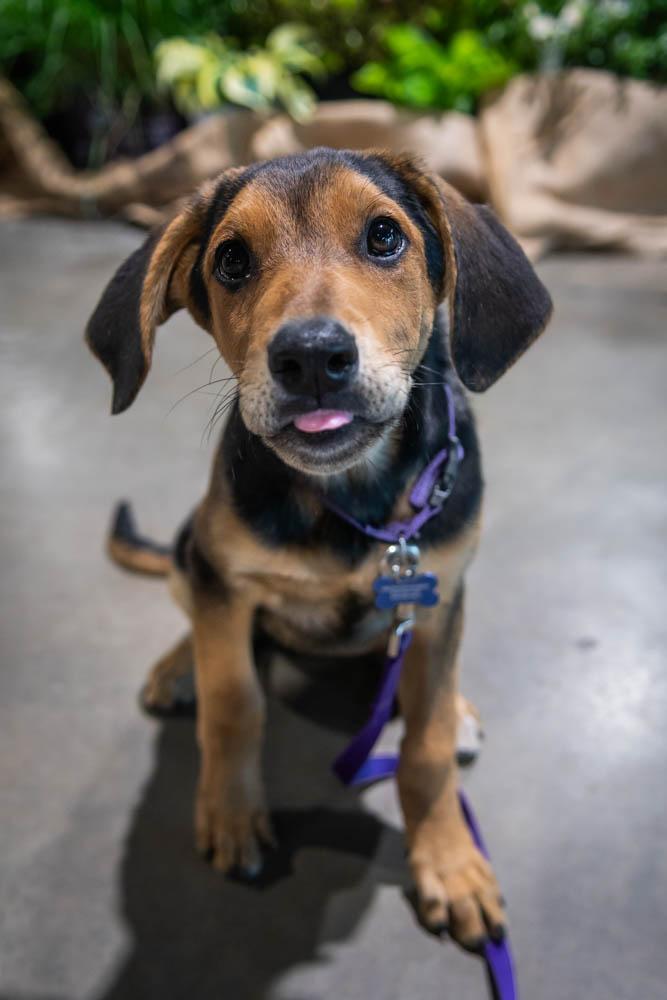 Enlarge Artemis, a Adoptable mixed breed in TULSA, OK image 6/6