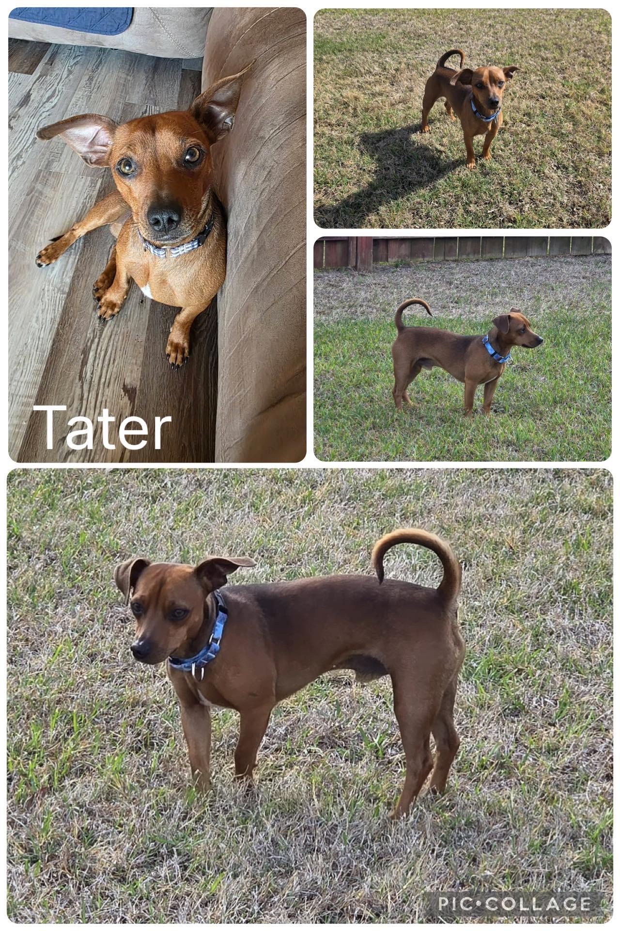 Enlarge Tater, a ADOPTABLE mixed breed in Enterprise, AL image 1/1