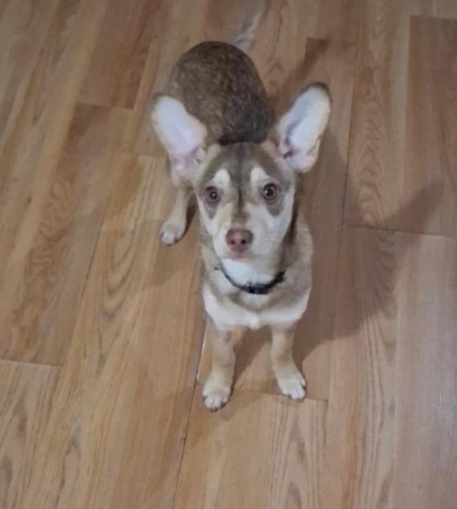 Rookie, adopted, Puppy Male Chihuahua & Mixed Breed.
