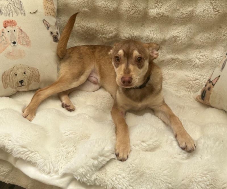 Enlarge Rookie, an adopted mixed breed in Albany, NY image 3/3