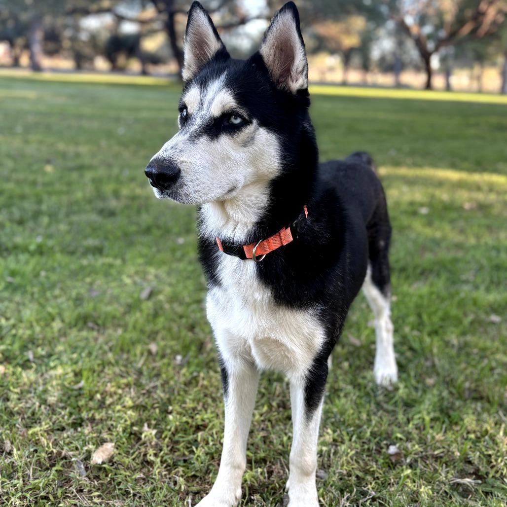 Enlarge Percy, a Adoptable mixed breed in Melrose, FL image 1/6