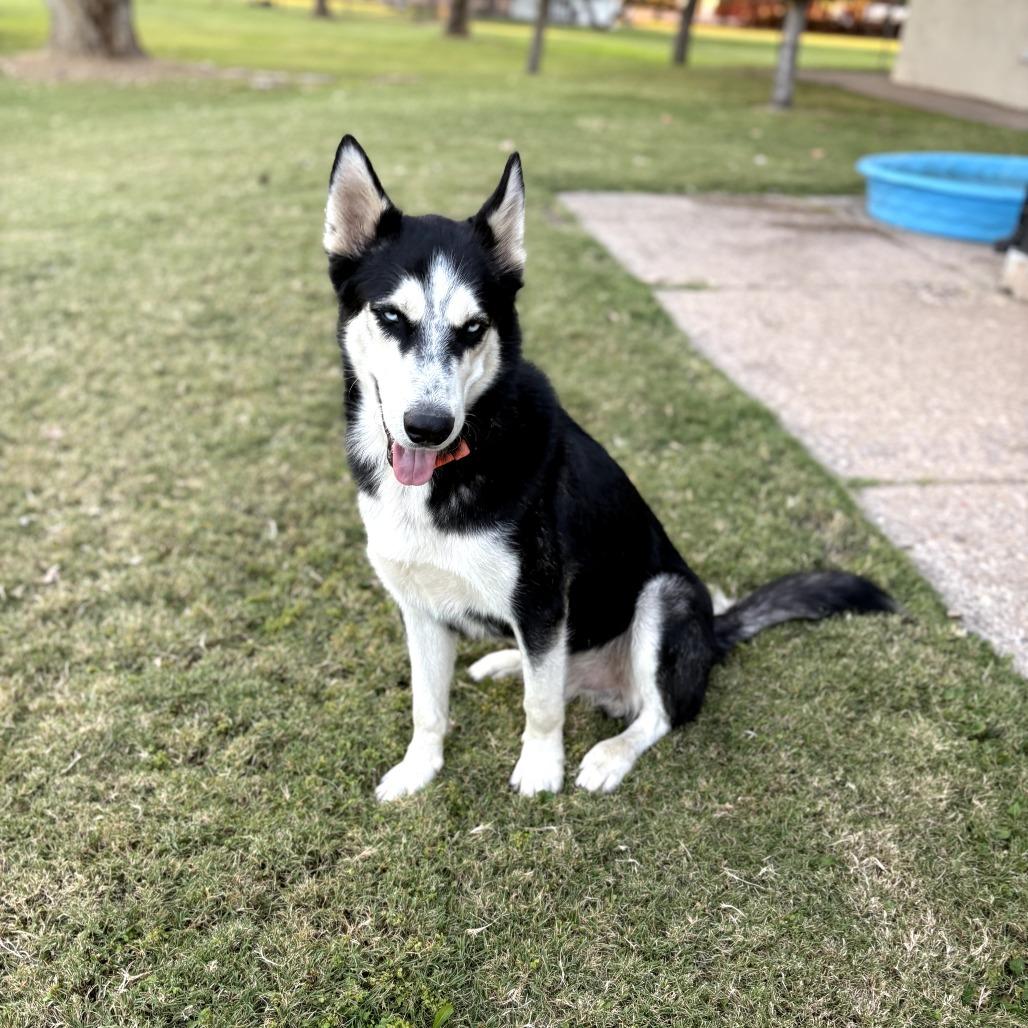 Enlarge Percy, a Adoptable mixed breed in Melrose, FL image 2/6