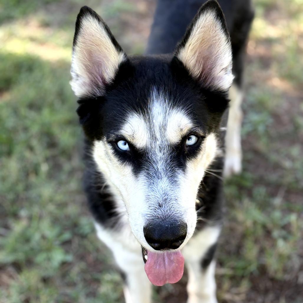 Enlarge Percy, a Adoptable mixed breed in Melrose, FL image 3/6