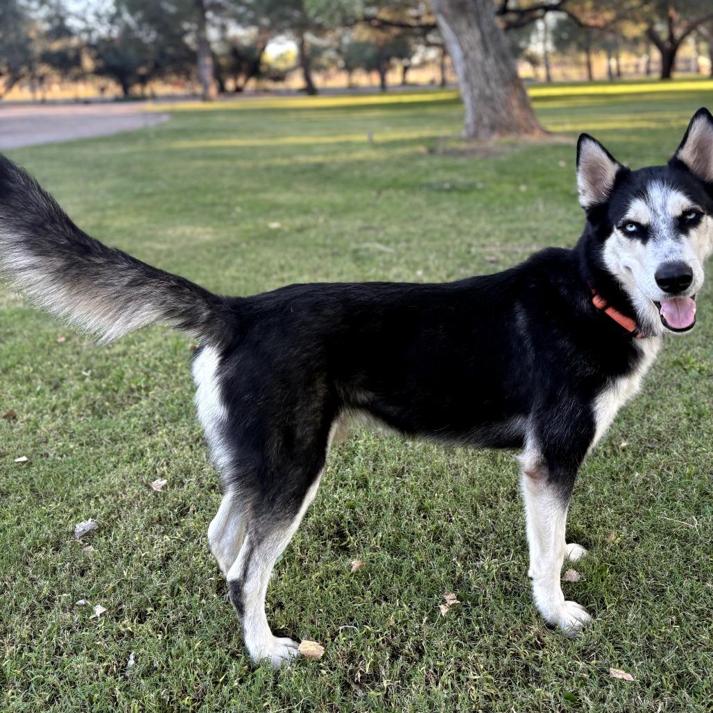 Enlarge Percy, a Adoptable mixed breed in Melrose, FL image 4/6