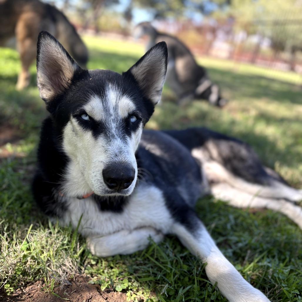 Enlarge Percy, a Adoptable mixed breed in Melrose, FL image 5/6